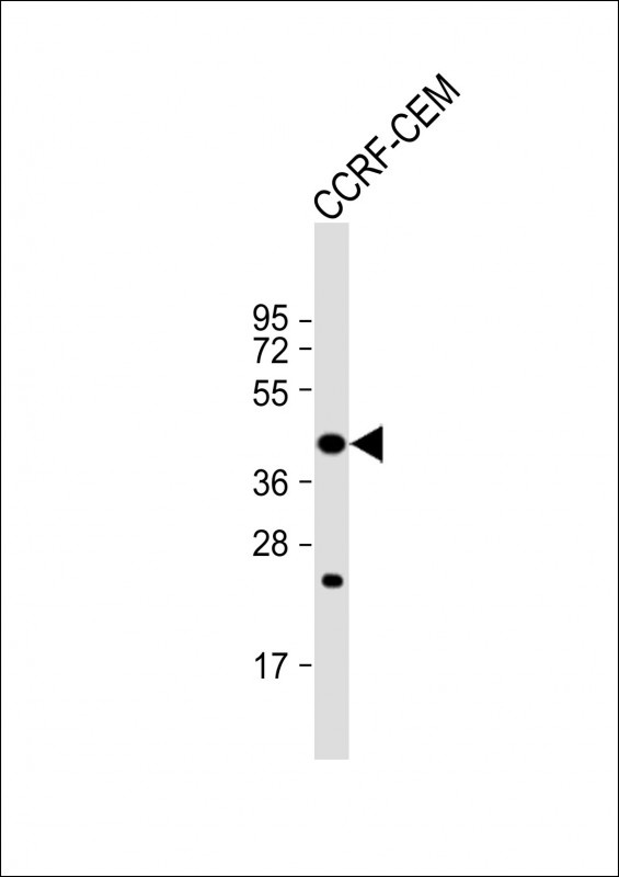 PTAR1 Antibody