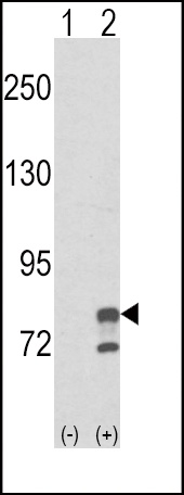 GMPS Antibody