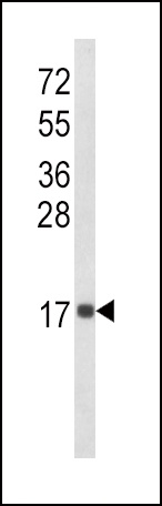 CXCL8 Antibody