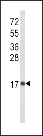 IL8 Antibody