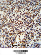 USF2 Antibody
