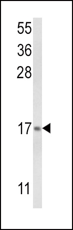 LTC4S Antibody