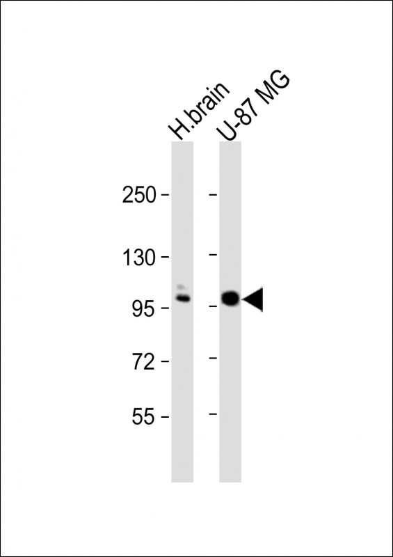 ANO5 Antibody