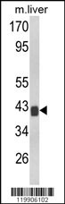 TOB1 Antibody