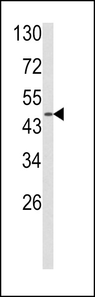 ADRA2B Antibody