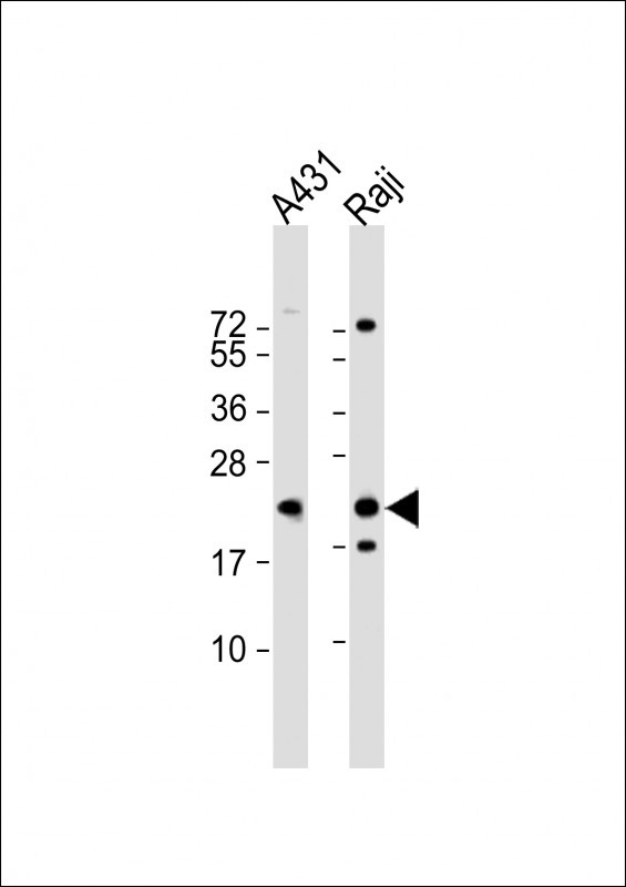 PSMB9 Antibody