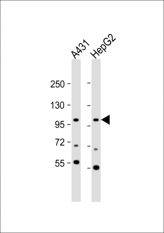 AP2A2 Antibody