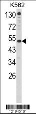 IFNAR1 Antibody