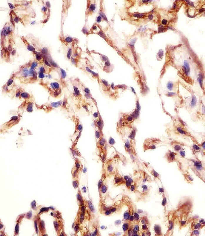 AOC3 Antibody