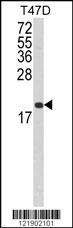 FAS Antibody