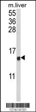 CCL3 Antibody