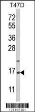 PEA15 Antibody