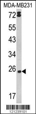 LTA Antibody