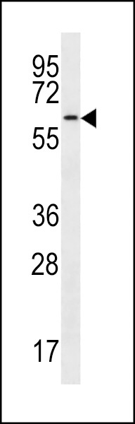 Cdc14 Antibody
