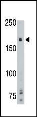 PTPRG Antibody