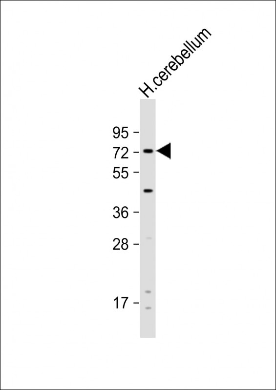 PTPRR Antibody