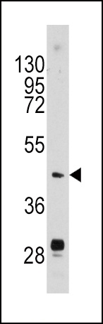 PLAU Antibody