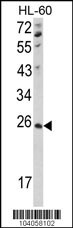 NME4 Antibody