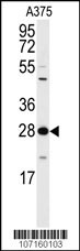 YWHAZ Antibody