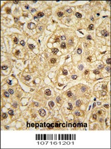 YWHAZ Antibody