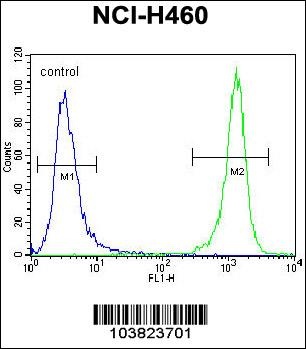 DGKQ Antibody