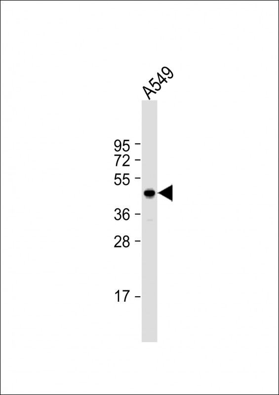 NME7 Antibody