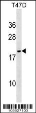 NME6 Antibody