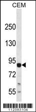 MAP3K13 Antibody