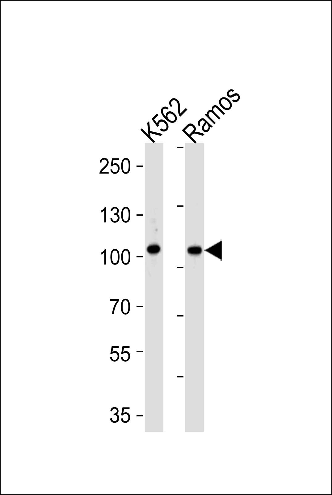 MLK4 Antibody