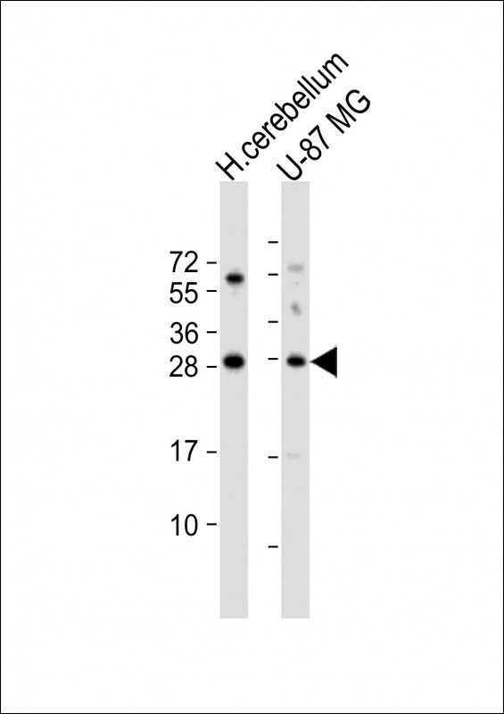 BDNF Antibody