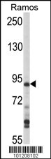 MAP4K1 Antibody