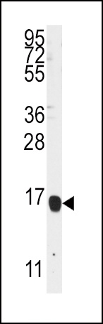 ALOX5AP Antibody