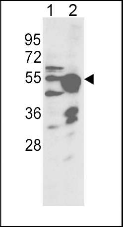 CYP2R1 Antibody