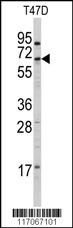 CYP4X1 Antibody