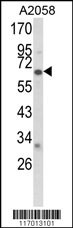 CYP2F1 Antibody
