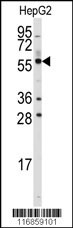 ALDH4A1 Antibody