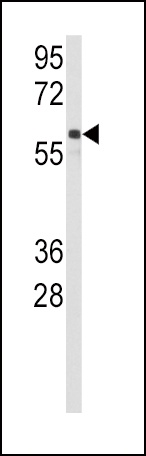 CYP2C9 Antibody