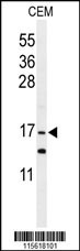 GMFG Antibody
