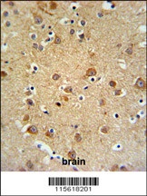 GMFG Antibody