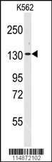 VARS Antibody