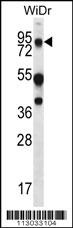 MUC20 Antibody