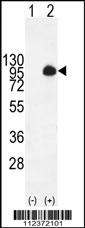 MUC20 Antibody