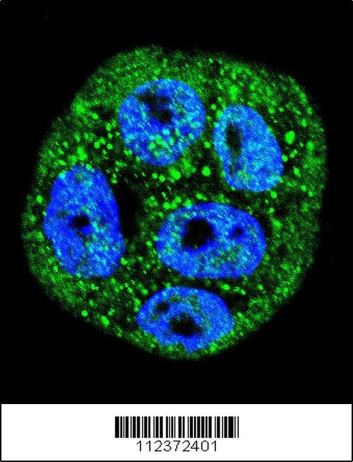 MUC20 Antibody