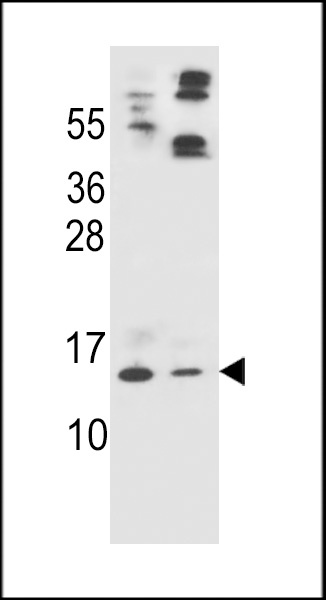 APOC2 Antibody