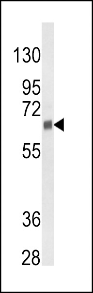 CYP3A5 Antibody