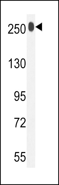 LTBP1 Antibody