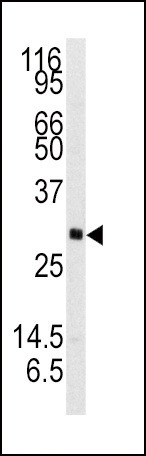 NTF3 Antibody
