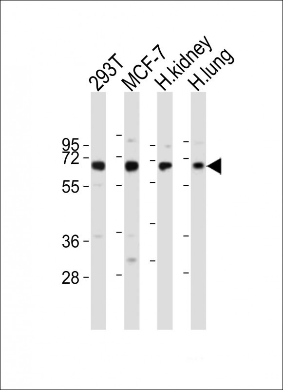 KLF10 Antibody