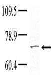 TNK1 Antibody