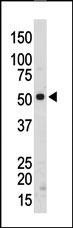 SRMS Antibody